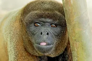 Lagotricha: Common Woolly Monkey