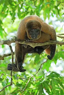 Lagotricha: Common Woolly Monkey