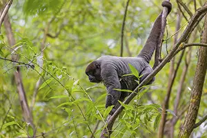 Brown Woolly Monkeys: A common woolly monkey, brown woolly monkey