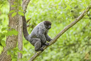 Brown Woolly Monkeys: A common woolly monkey, brown woolly monkey