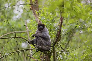 Brown Woolly Monkeys: A common woolly monkey, brown woolly monkey
