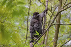 Brown Woolly Monkeys: A common woolly monkey, brown woolly monkey