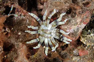 030822: Common Worm Anemone - Kubu, Tulamben, Karangasem Regency, Ba