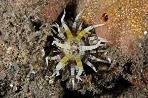 Worm: Common Worm Anemone - Melasti dive site, Seraya