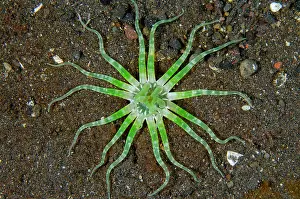 Worm: Common Worm Anemone - Wreck Slope dive site, Tulamben