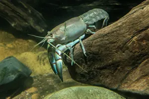 Crayfishes: Common Yabby on log