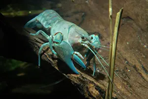 Platypus: Common Yabby on log Platypus prey underwater