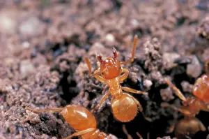 Flavus: Common Yellow Ant - worker guarding nest