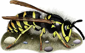 Jacket: Common Yellow Jacket Wasp