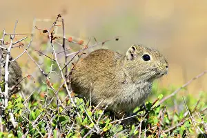 Cavies: Common Yellow Toothed Cavy