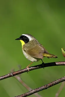 Geothlypis: Common Yellowthroat