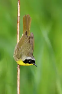 Geothlypis: Common Yellowthroat