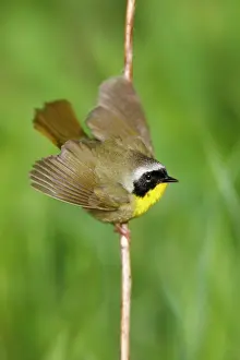 Geothlypis: Common Yellowthroat