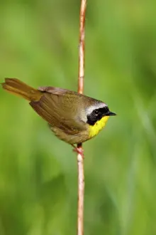 Geothlypis: Common Yellowthroat