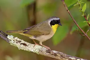 Geothlypis: Common Yellowthroat