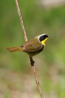 Geothlypis: Common Yellowthroat