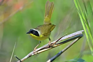 Geothlypis: Common Yellowthroat