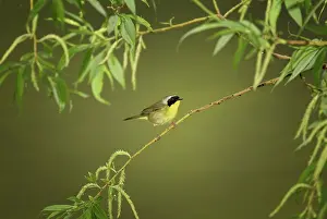 Geothlypis: Common Yellowthroat