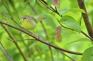 Geothlypis: Common Yellowthroat - female with food in mouth
