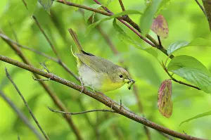 Geothlypis: Common Yellowthroat - female with food in mouth
