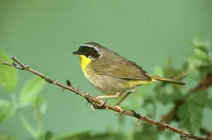 Parulidae: Common Yellowthroat (Geothlypis trichas)