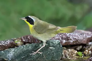 Parulidae: Common Yellowthroat (Geothlypis trichas)