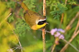 Cameron: Common Yellowthroat (Geothlypis trichas)