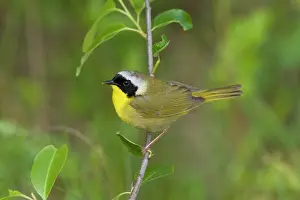 Connecticut: Common Yellowthroat, Geothlypis trichas male. Connecticut in