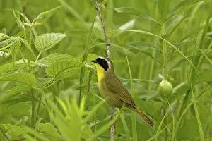 Geothlypis: Common Yellowthroat - Male