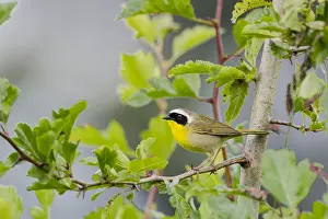 150518: Common Yellowthroat male (Geothlypis trichas)