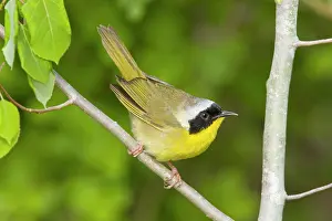 Geothlypis: Common Yellowthroat - Male perched on branch