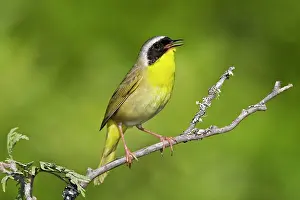 Geothlypis: Common Yellowthroat - Male perched on branch singing