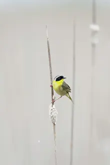 Reedbed: Common Yellowthroat - male in reedbed habitat