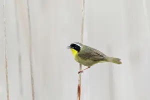 Reedbed: Common Yellowthroat - male singing in reedbed habitat