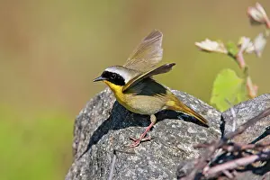 Yellowthroat: Common Yellowthroat - Male on territory