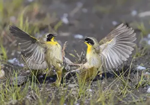 Dispute: Common Yellowthroat males fighting