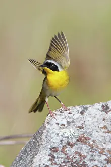 Geothlypis: Common Yellowthroat - with open wings
