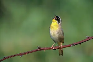 Calls: Common Yellowthroat Singing