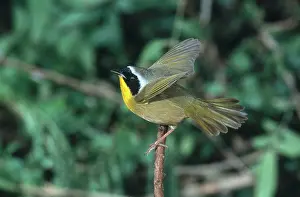 Geothlypis: Common Yellowthroat Taking Off