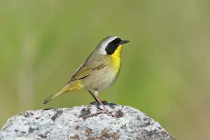 Geothlypis: Common Yellowthroat. On territory