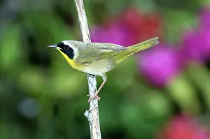 Parulidae: Common Yellowthroat Warbler