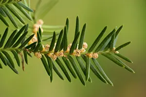 Taxus: Common yew, male flowers
