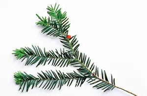 Yews: COMMON YEW - NEEDLES
