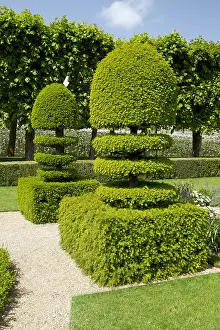 Topiary: Common yew (Taxus baccata) in topiary in Gardens