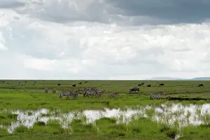 Connochaetus: Common Zebra