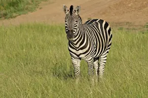 Soutern: Common Zebra