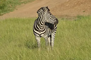 Soutern: Common Zebra