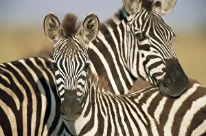Bond: Common Zebra
