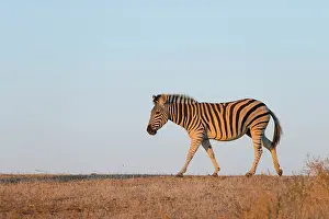 Tuli: Common Zebra