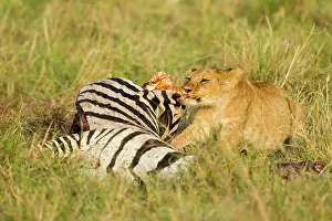 Killed: Common Zebra